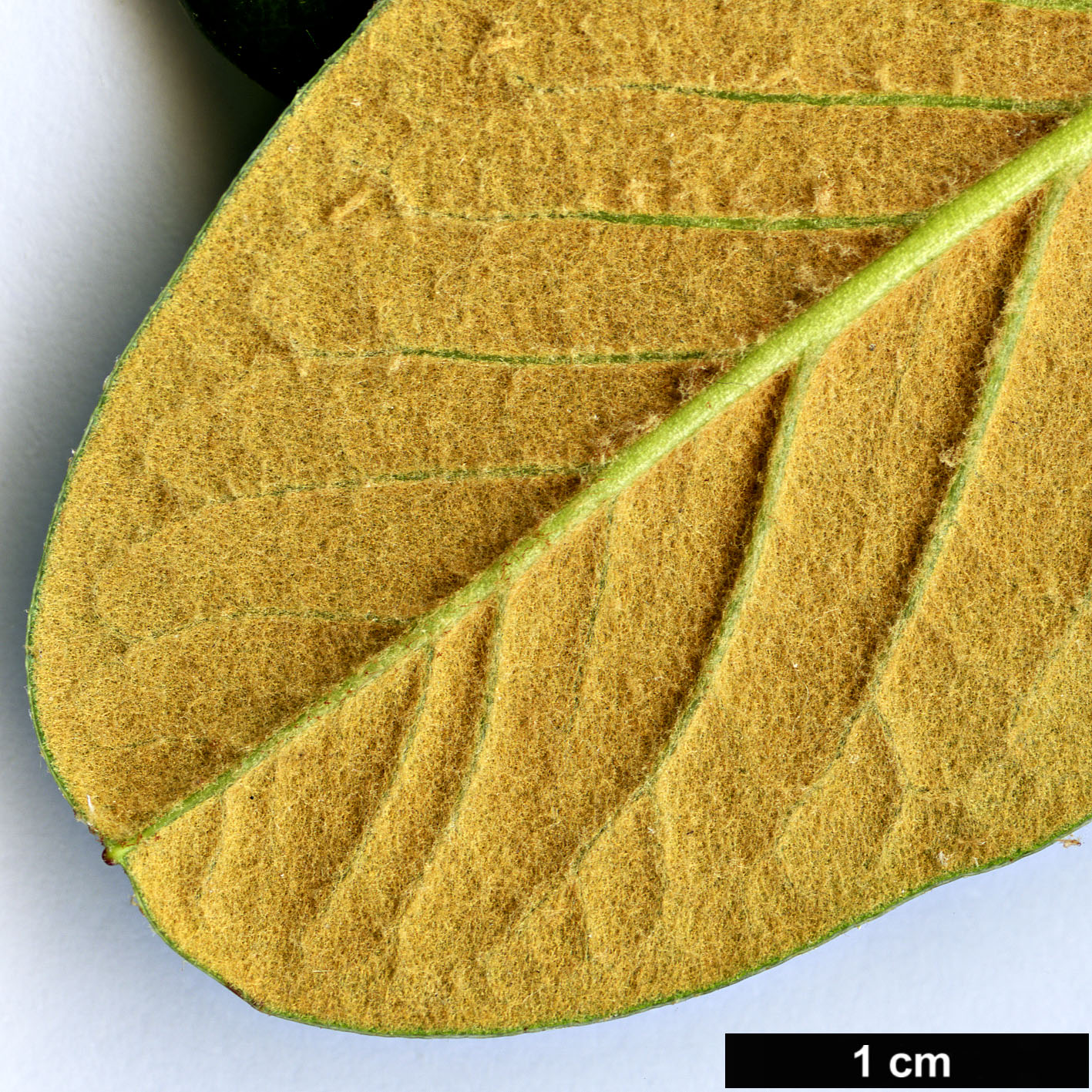 High resolution image: Family: Ericaceae - Genus: Rhododendron - Taxon: citriniflorum - SpeciesSub: var. horaeum